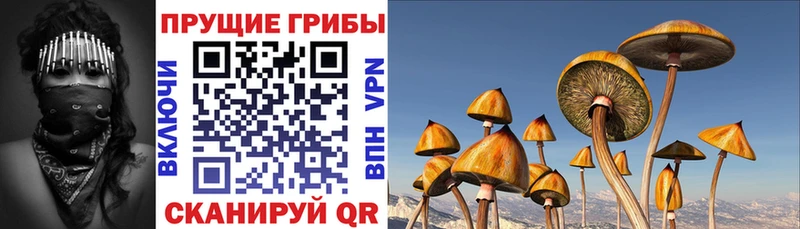 купить наркотики сайты  Макаров  Псилоцибиновые грибы прущие грибы 